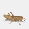 The Vintage Garden Room Gold Large Grasshopper