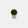 Papillon Living Preserved Topiary In Pot - Mini 210136