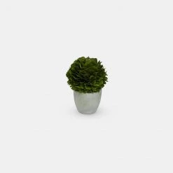 Papillon Living Preserved Topiary In Pot - Mini 210136