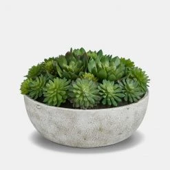 The Vintage Garden Room Mixed Echeveria Pot - Large Round
