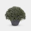Papillon Living Faux Flowers Medium Lavender Leaves In Pot 210168