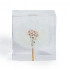 Papillon Living Square Acrylic Glass Real Dandelion Paperweight With Gift Box