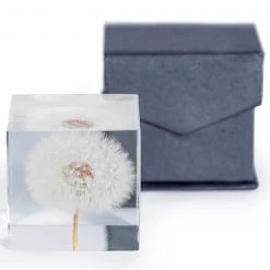 Papillon Living Square Acrylic Glass Real Dandelion Paperweight With Gift Box