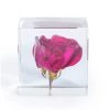 Papillon Living Eclectic Mix Rose Suspended In Acrylic