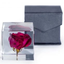 Papillon Living Eclectic Mix Rose Suspended In Acrylic