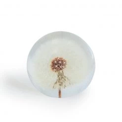 Papillon Living Large Round Acrylic Glass Real Dandelion Paperweight Eclectic Mix