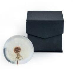 Papillon Living Large Round Acrylic Glass Real Dandelion Paperweight Eclectic Mix