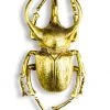 Papillon Living Gold Horned Beetle - Wall XL Wall Decoration