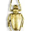 Papillon Living Gold Large Beetle With Antenna Wall Decoration