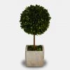 Papillon Living Terracotta Square Pot & Preserved Topiary Tree 180204