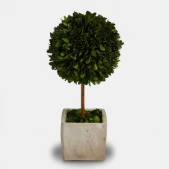 Papillon Living Terracotta Square Pot & Preserved Topiary Tree 180204